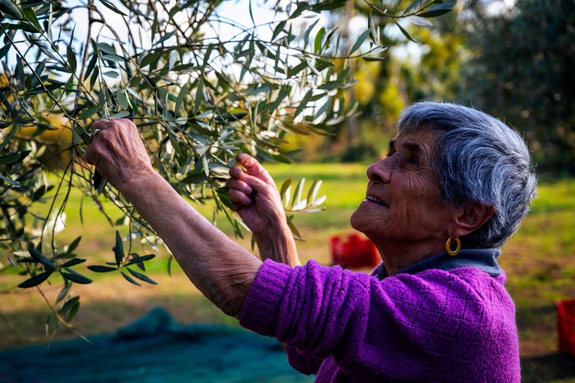 olio extravergine di oliva toscano maremma
