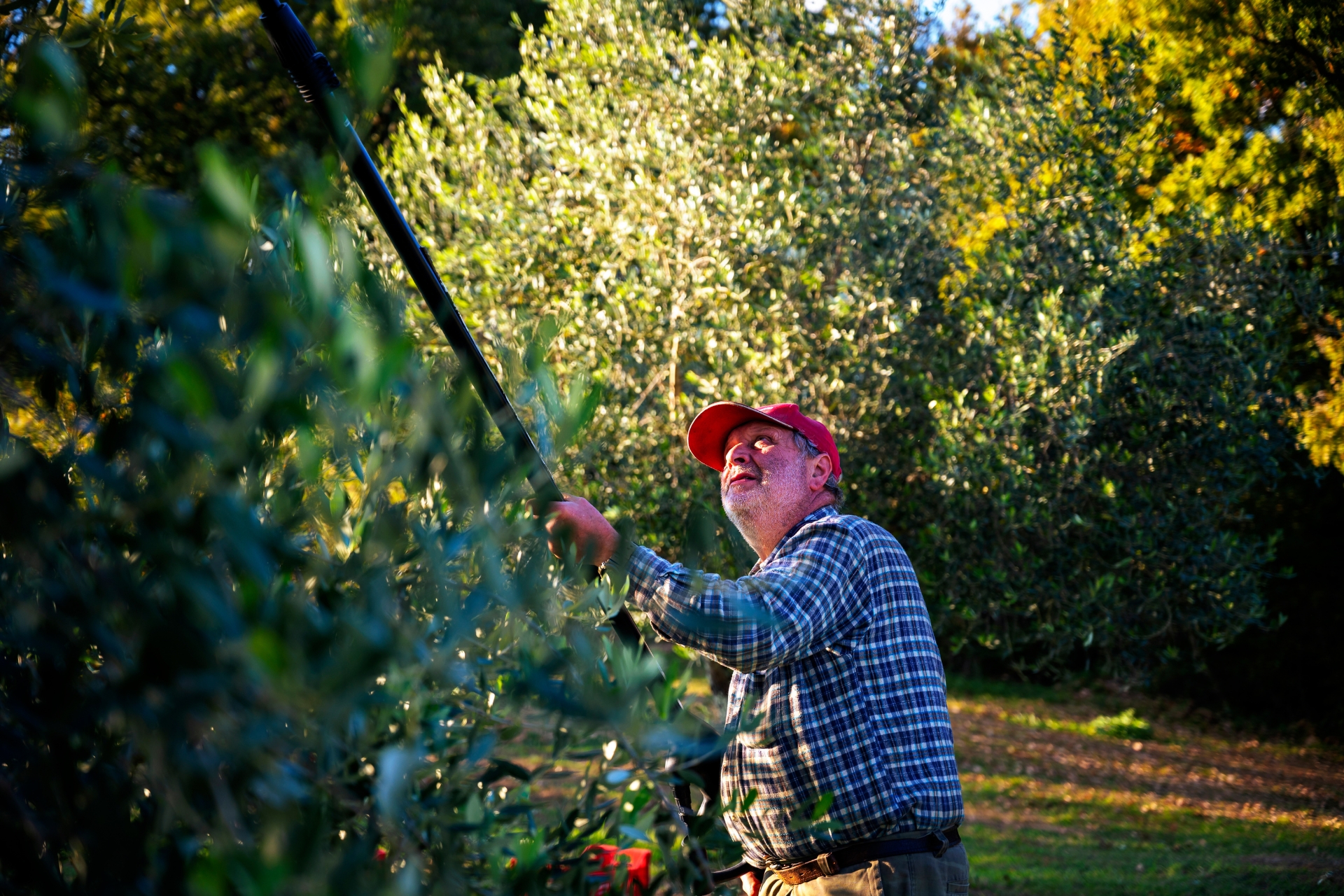 olio extravergine di oliva toscano